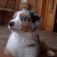 Laika  con 2 meses